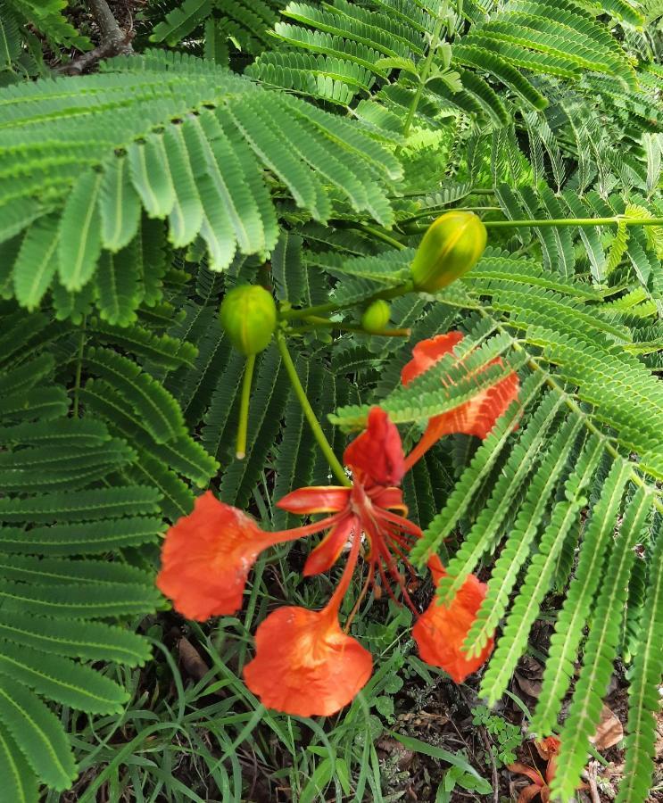 Water Island Virgin Islands Campground מראה חיצוני תמונה